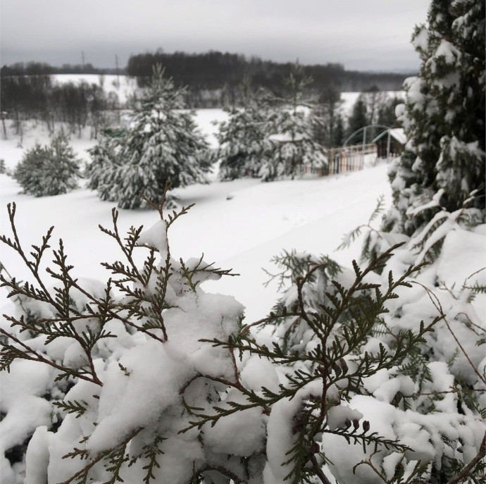 Лесная Гавань