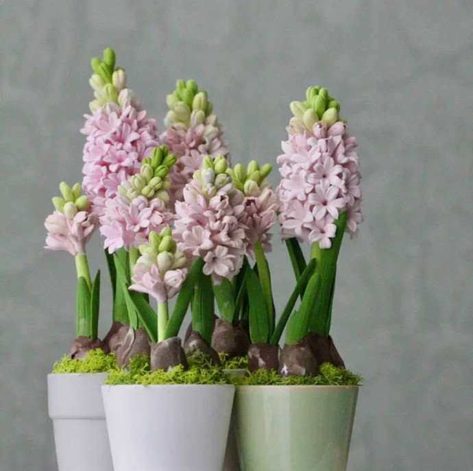 Мастер-класс по лепке из японской зефирной глины Гиацинт в Москве