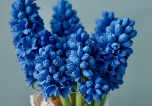 Мастер-класс по лепке из японской зефирной глины Гиацинт в Москве