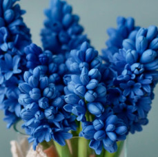 Мастер-класс по лепке из японской зефирной глины Гиацинт в Москве