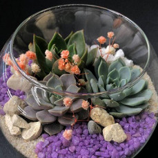 Мастер класс создание флорариума в Москве