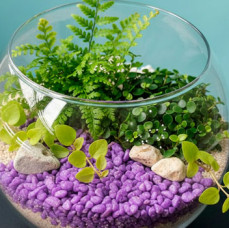 Мастер класс создание флорариума в Москве