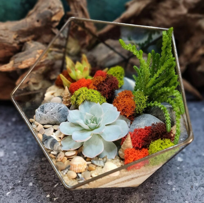 Мастер-класс Флорариум с суккулентами в Москве
