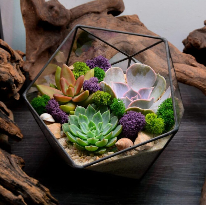 Мастер-класс Флорариум с суккулентами в Москве