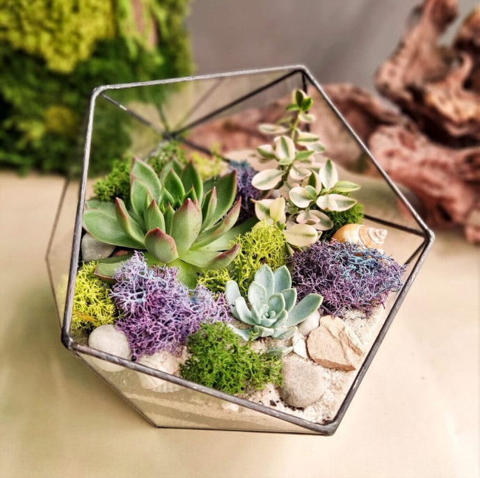 Мастер-класс Флорариум с суккулентами в Москве