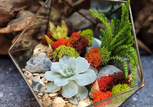 Мастер-класс Флорариум с суккулентами в Москве