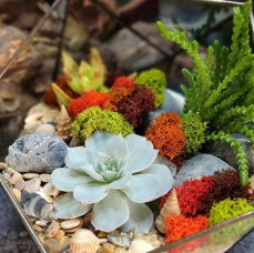 Мастер-класс Флорариум с суккулентами в Москве