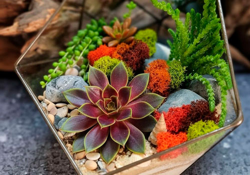 Мастер-класс Флорариум с суккулентами в Москве
