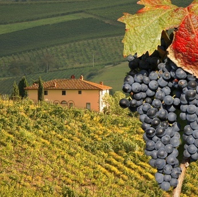 Дегустации вин Вкусотеррия в Москве