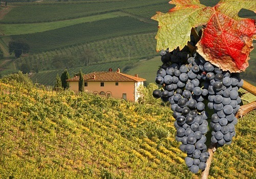 Дегустации вин Вкусотеррия в Москве