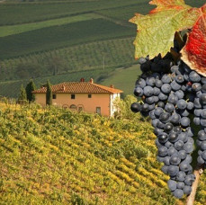 Дегустации вин Вкусотеррия в Москве