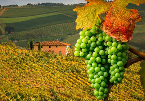 Дегустации вин Вкусотеррия в Москве