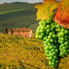 Дегустации вин Вкусотеррия в Москве