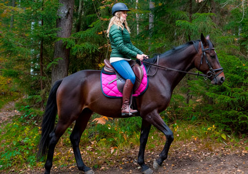 Занятие верховой ездой в Москве