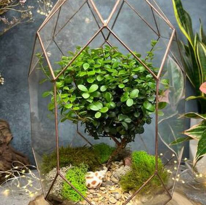 Мастер-класс Бонсариум в Москве