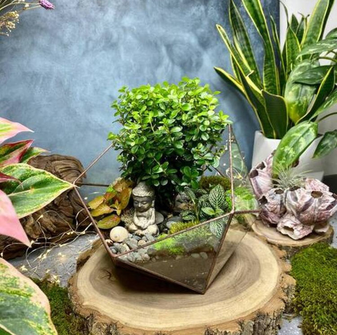 Мастер-класс Бонсариум в Москве