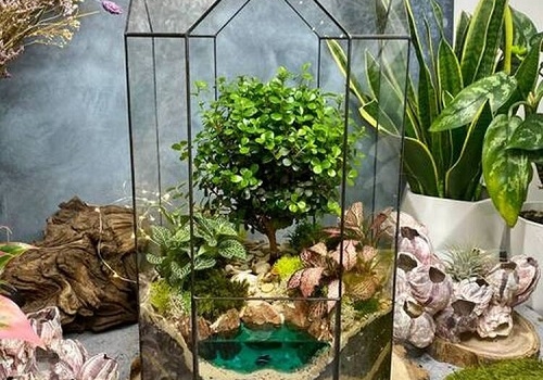 Мастер-класс Бонсариум в Москве