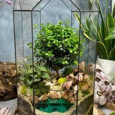 Мастер-класс Бонсариум в Москве