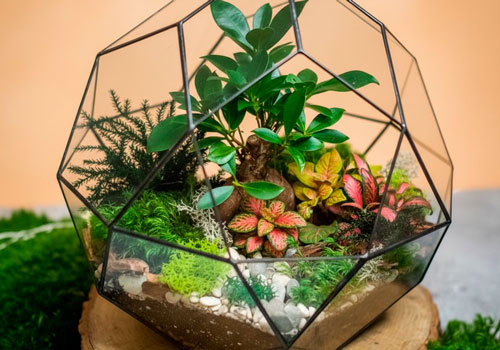 Мастер-класс Бонсариум в Москве