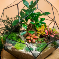 Мастер-класс Бонсариум в Москве