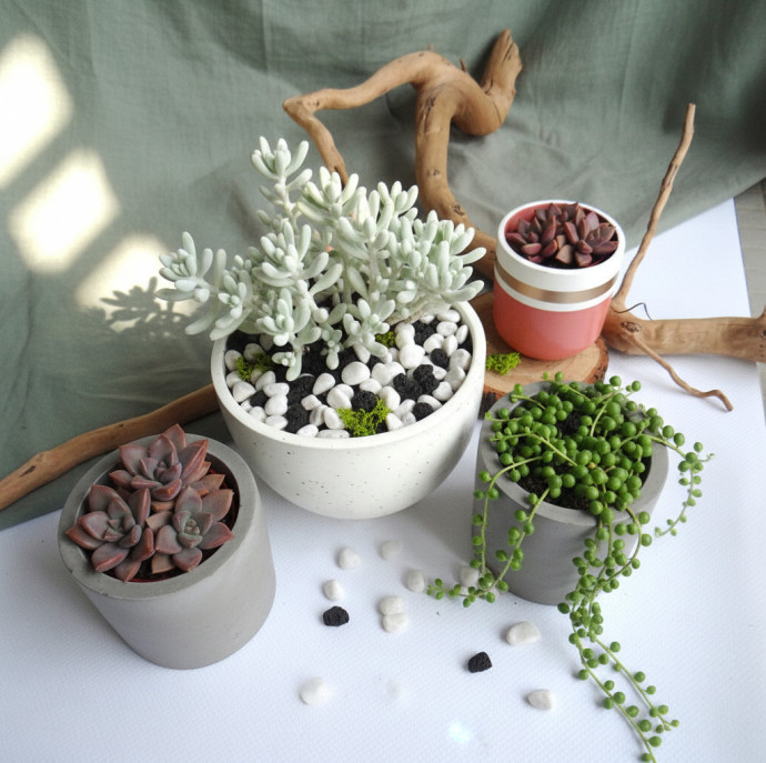 Мастер-класс флорариум Живая радуга в Москве