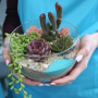 Мастер-класс по созданию мини-сада с суккулентами в Москве