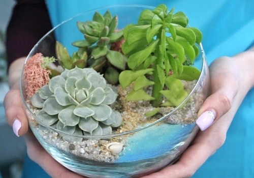 Мастер-класс по созданию мини-сада с суккулентами в Москве