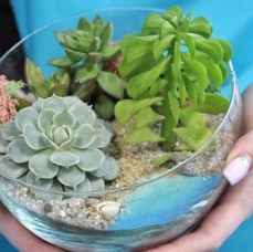 Мастер-класс по созданию мини-сада с суккулентами в Москве