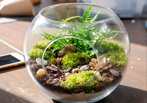 Мастер-класс создание флорариума в Москве