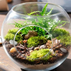 Мастер-класс создание флорариума в Москве