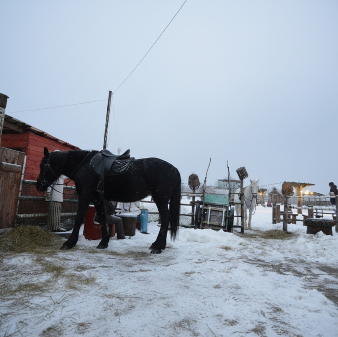 Мастер-класс Подготовка лошади в Москве