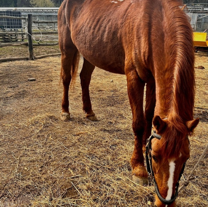 Мастер-класс Подготовка лошади в Москве