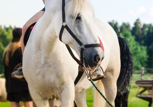 Мастер-класс Подготовка лошади в Москве