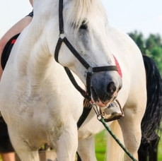 Мастер-класс Подготовка лошади в Москве