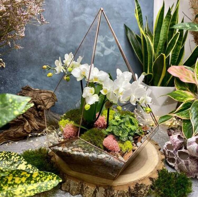 Мастер-класс Орхидариум в Москве