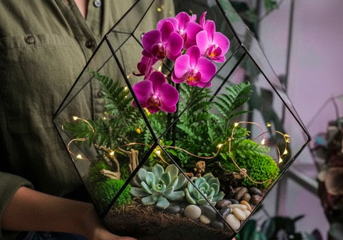 Мастер-класс Орхидариум в Москве