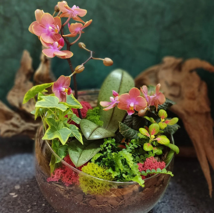 Мастер-класс Флорариум с орхидеей в Москве