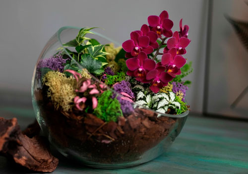 Мастер-класс Флорариум с орхидеей в Москве