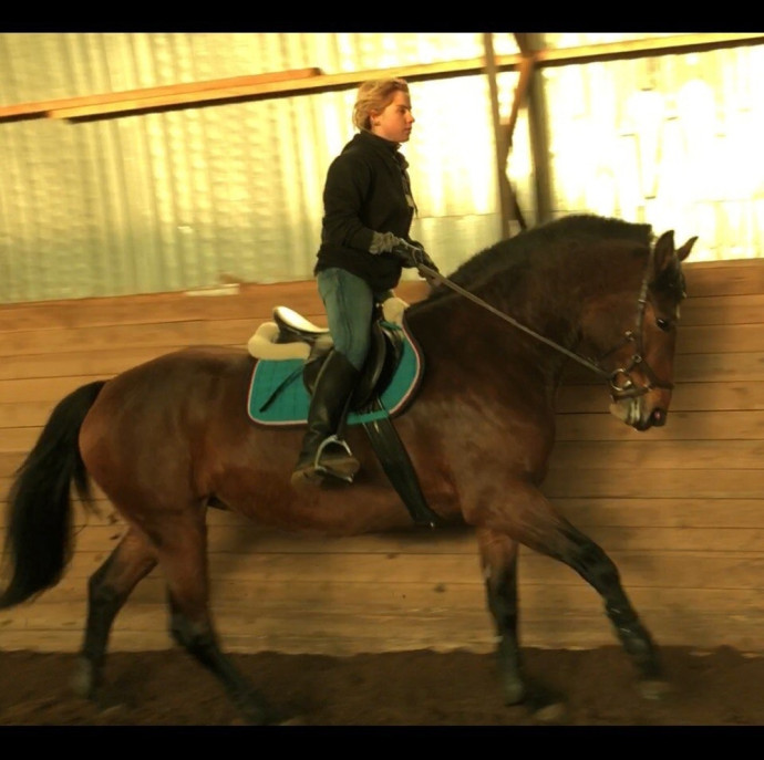 Обучение верховой езде в Москве