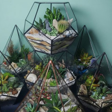 Мастер класс Флорариум в Москве