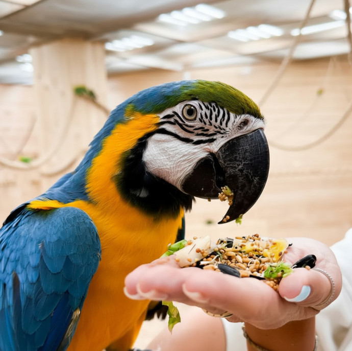 Галерея птиц Попугайня в Москве