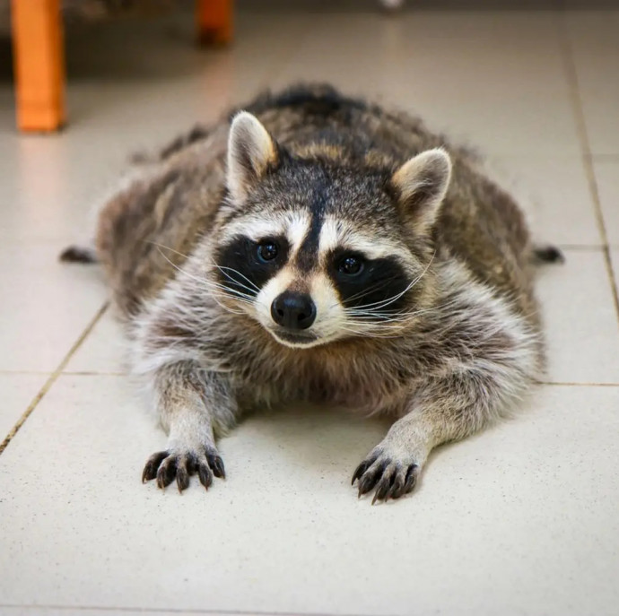 Планета енотов в Москве