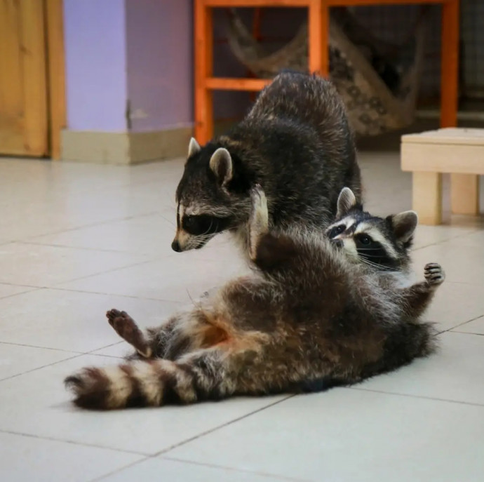 Планета енотов в Москве