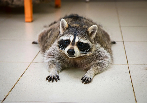 Планета енотов в Москве