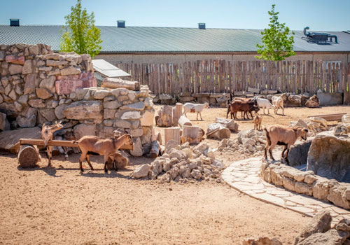 Выпускной или день рождения на ферме в Москве