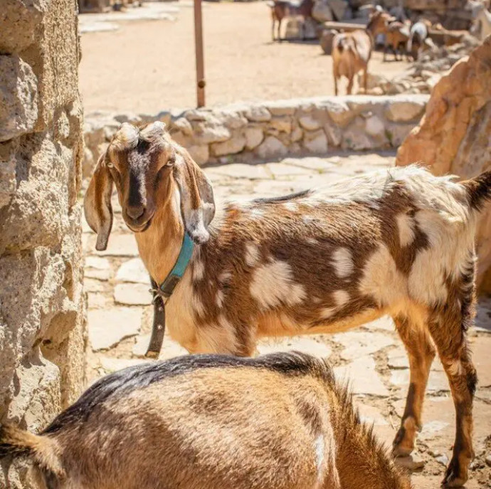 Свидание на ферме в Москве