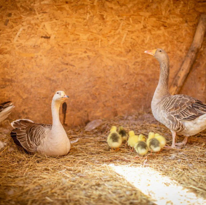 Свидание на ферме в Москве