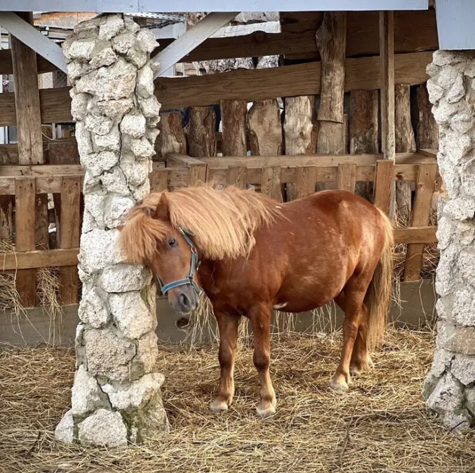 Путешествие подмосковья и Экскурсия по киргизской карте на ферме в Москве