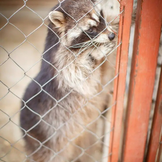 Путешествие подмосковья и Экскурсия по киргизской карте на ферме в Москве