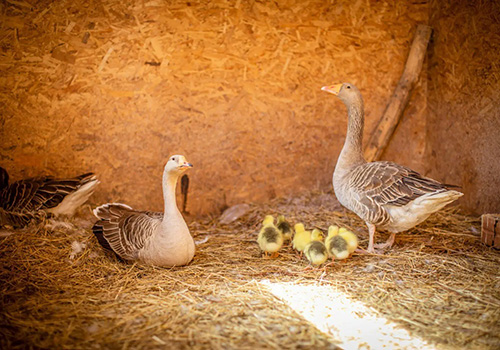 Путешествие подмосковья и Экскурсия по киргизской карте на ферме в Москве